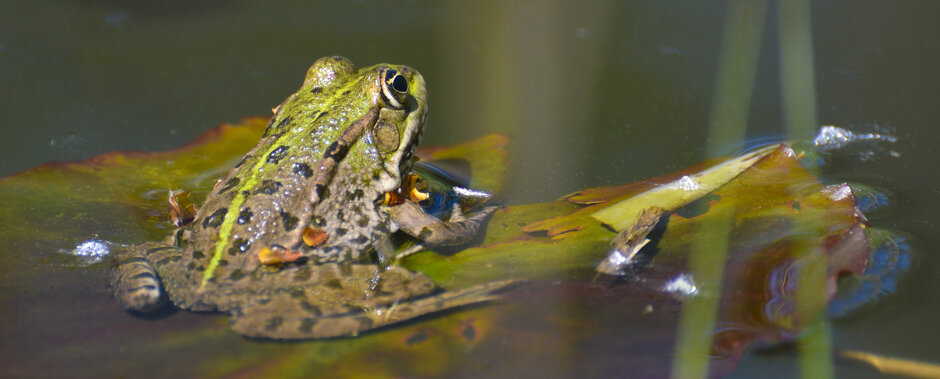Foto di Heinz STAFFELBACH